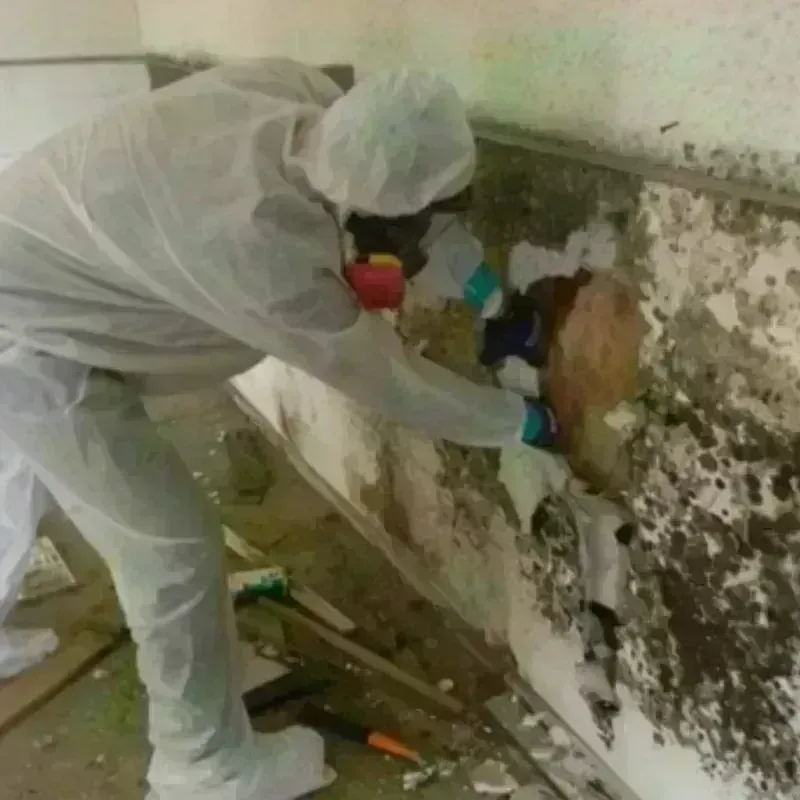 Mold Remediation and Removal in Mountainside, NJ